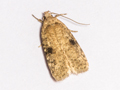 Agonopterix propinquella